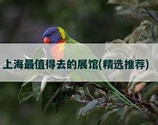 探索上海的文化瑰宝最值得去的展馆之旅