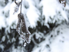 新疆八月下暴雪，气候异常现象下的独特体验