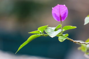 探秘自然之宝——淡竹叶的神奇功效与养生智慧