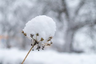 重庆高温四十度传闻下的雪疑云，气象台的回应