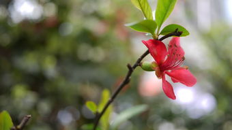 花开花落间，岁月的晴与阴——浅析生命中的起伏与成长