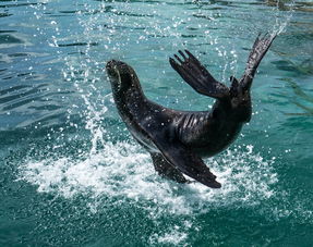 探索蓝色奇迹，上海海洋水族馆深度游攻略与门票详解