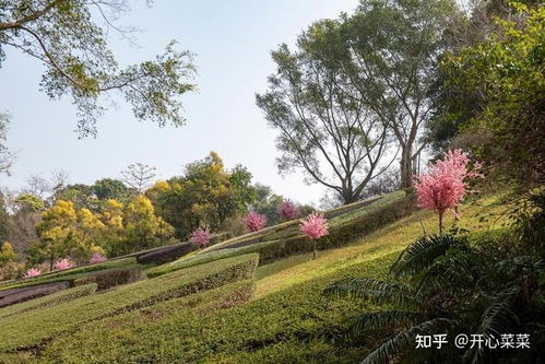 广东哪里好玩的景点推荐免费