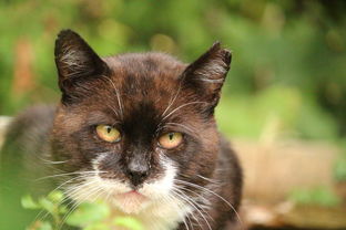 揭秘猫爪草的神奇功效，疗愈、美容与宠物健康全方位指南