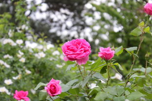 探秘北京国际鲜花港，花卉的浪漫殿堂，城市的绿色肺腑