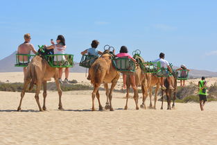 揭秘大兴野生动物园门票背后的生态教育与旅游体验