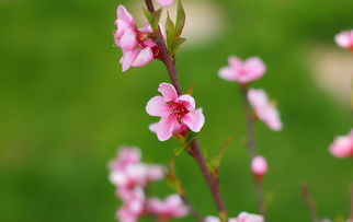 紫草的神奇力量，从古至今的药膳瑰宝到现代美容宠儿