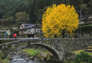 探秘九寨沟的四季画卷，何时才是最佳旅行时间