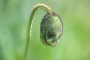 揭秘桂枝茯苓胶囊，生活中的中药保健良品