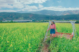 缤纷夏日特惠百万葵园门票团购，让花朵的海洋拥抱你的笑脸！