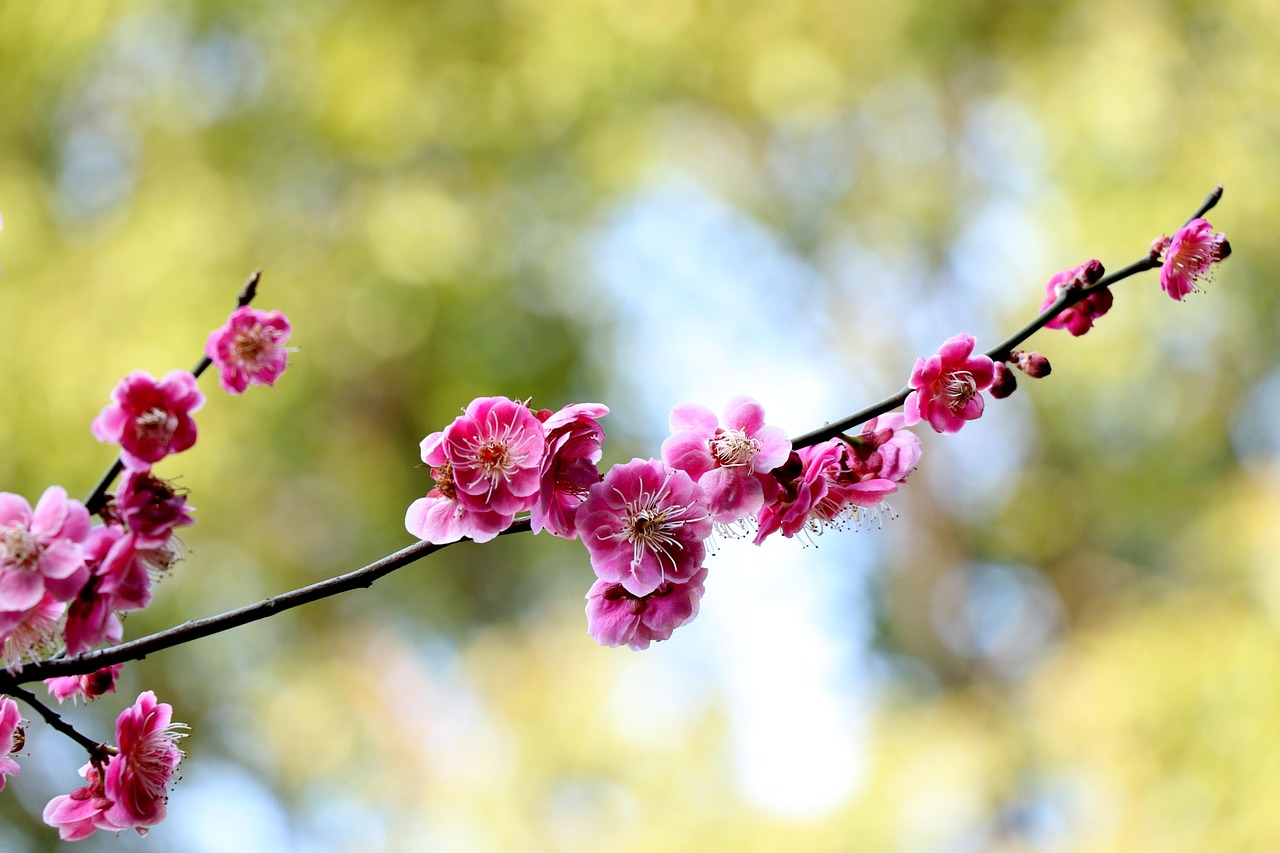 梅花生物：累计回购3570.84万股